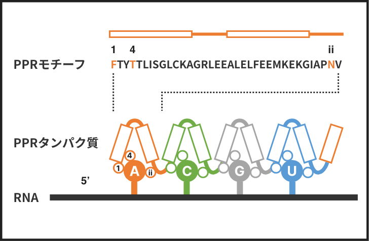 PPRプラットフォームの構造