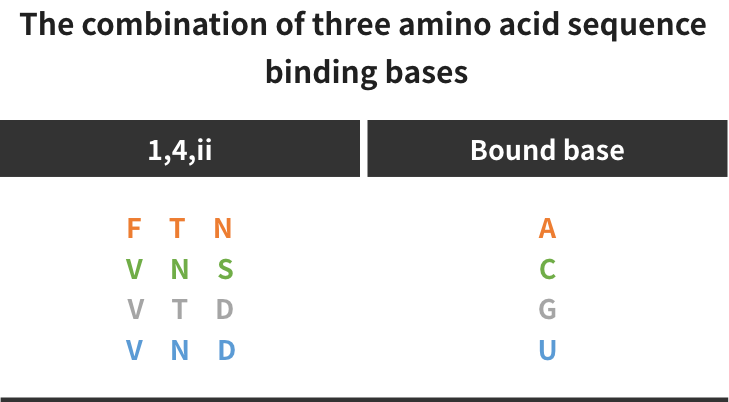 PPRプラットフォームにおけるアミノ酸配列の組み合わせ