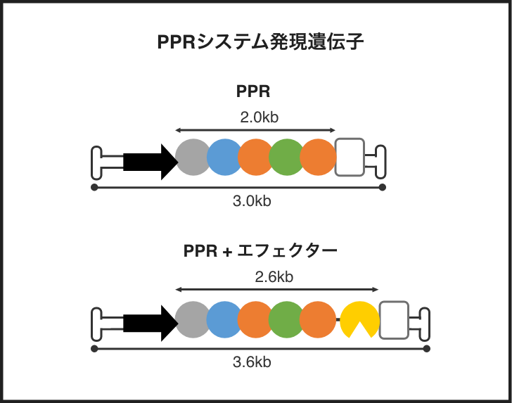 PPRシステムの構造